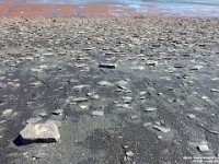 67035RoCrLe - Walking on the shale and slate on Blue Beach at low tide, Hantsport, NS.JPG